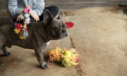 Мягкие игрушки для собак: что вам стоит знать перед тем, как покупать их. На связи - эксперты