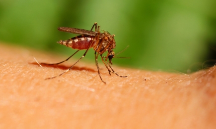 Ні каплі крові не буде втрачено: як зробити так, щоб не кусали комарі