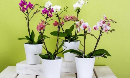 Если засохли корни орхидеи: простой трюк, который спасет цветок