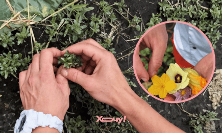 Деликатес под ногами: шеф-повар рассказал о трех бесплатных продуктах, которые сделают ваши блюда ресторанными