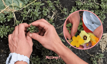 Делікатес під ногами: шеф-кухар розповів про три безкоштовні продукти, які зроблять ваші страви ресторанними