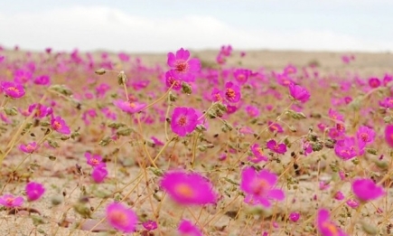 В Чили зацвела самая сухая пустыня в мире!