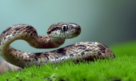 Сон про змію: про що попереджають плазуни уві сні