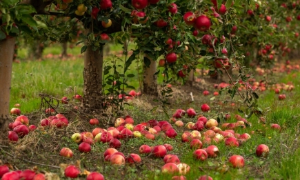 Зробіть це в саду перед холодами: інакше яблуня втратить врожайність