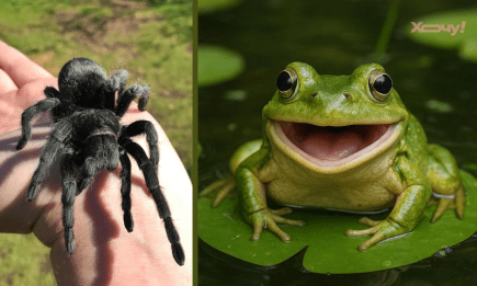 Сон — жаба їла павука. Ось як його тлумачити, і що чекати в реальності