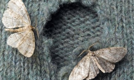 Старовинний метод, що прожене міль з дому: комахи не люблять ці аромати