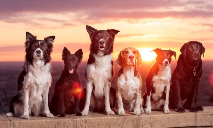 Цей тест змусить вас засумніватися у власному зорі! Скільки собак ви бачите? (ФОТО)