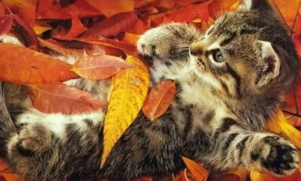 Під осіннім листям: кумедні фото тварин для гарного настрою