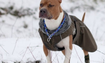 Тренды собачьей моды зимы 2013