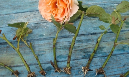 Советы, которые помогут вырастить розу из веточки: черенкование от А до Я