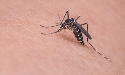 Комары ненавидят эти запахи: ТОП-6 спасательных средств для лета