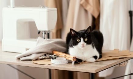 Как отбить у кота интерес хозяйничать на столе: 5 действенных советов