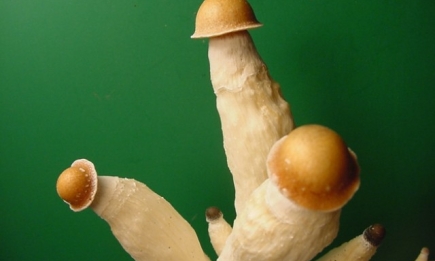 Виды пенисов: молоток, карандаш, каралька, гриб, огурец (подходящие позы)