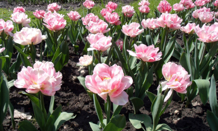 Нужно ли срезать тюльпаны: как сохранить цветы на следующий сезон