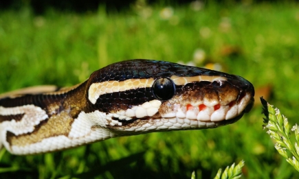Как прогнать змей с дачного участка: простые и эффективные способы