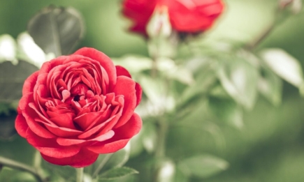 Які гілки залишити: головні правила осінньої обрізки троянд