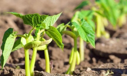 Вчені розкрили секрет великого врожаю квасолі: просто посадіть поруч цю рослину
