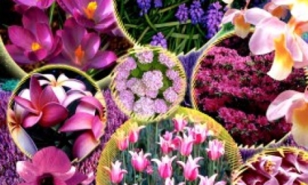 ТОП-5 самых дорогих цветов в мире. ФОТО