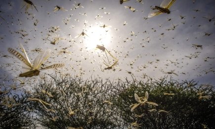 Подивіться комасі в очі: як зрозуміти, що перед вами сарана, якої варто боятися (ФОТО)