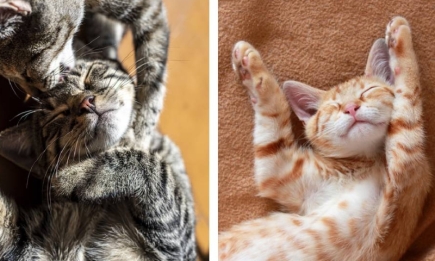 20 наймиліших фото котиків на честь Cat Lady Day