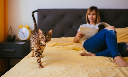 Пушистый будильник: почему на самом деле кот не дает вам выспаться и будит с самого утра