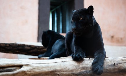 Холод — не приговор: как зоопарк "XII Місяців" выстоял во время морозов и готовится к весеннему сезону