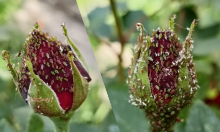 Тля на трояндах: як врятувати квіти за добу від білих "кровопивць"