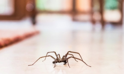 Екологічні та ефективні: 5 способів, щоб назавжди прогнати з дому павуків