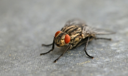 И ни одна муха вам не будет надоедать: как легко избавиться от крылатой заразы