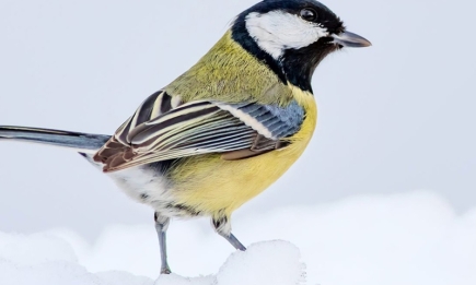 Подбайте про сад: чим підгодувати птахів взимку, щоб навесні мати помічників