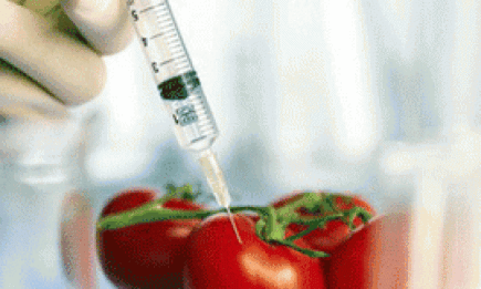 ГМО: вредит ли организму?