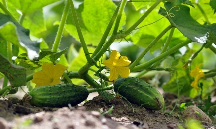 Індійські фермери знають хитрий трюк, щоб огірки росли смачними: безкоштовне добриво