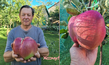 В Украине вырастили самое большое яблоко: как выглядит фруктовый гигант (ФОТО)