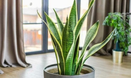Осенью и зимой отстаньте от сансевьерии: подробный гид по уходу за вазоном в холодное время