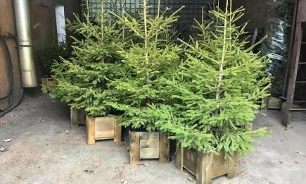 Если купили елку в горшке, есть только один способ ее сохранить: обязательно сделайте это