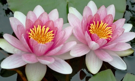 ТОП-5 самых красивых цветов в мире (ФОТО)