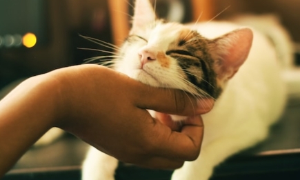 Взбодрят или успокоят: 6 самых любимых звуков котов