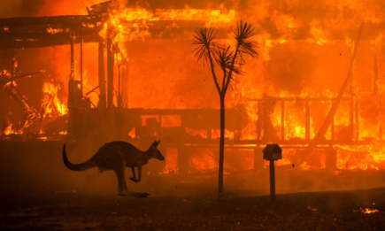 Около 500 млн животных погибло в лесных пожарах Австралии: реакция Елизаветы II, Греты Тунберг, Леонардо Ди Каприо