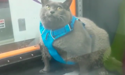 Как именно кошка Шлакоблок обманула тренажер и почему она стала звездой Интернета?