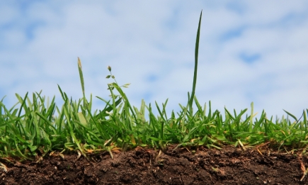 Как раскислить почву: простые подручные средства