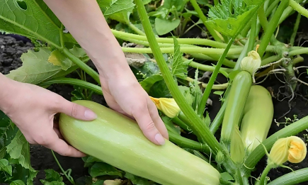Корисні властивості недооціненого літнього овочу: чому варто додати кабачок до раціону