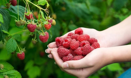 Чтобы получить урожай огромных ягод: секреты ухода за малиной