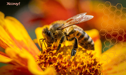 Общаются танцем и различают человеческие лица: интересные факты о пчелах-труженицах ко Всемирному дню пчел