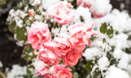Розы будут цвести до самых морозов: чем их подкормить в июле