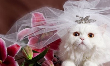Стоит ли брать на свадьбу домашних животных?