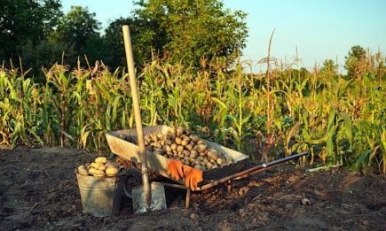 Осталось всего 4 дня в сентябре, чтобы выкопать картошку