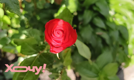 ТОП-3 домашні засоби проти борошнистої роси, іржі та плямистості на трояндах