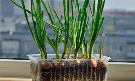 Даже огород не нужен: как вырастить чудесный зеленый лук на подоконнике