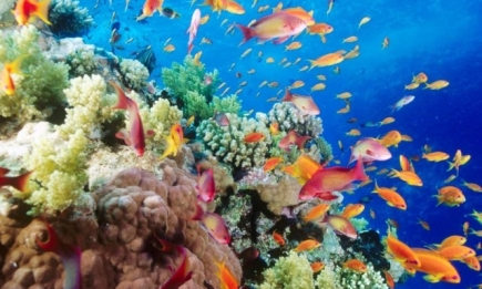 Эксперты назвали стоимость Большого Барьерного рифа: цена впечатляет!