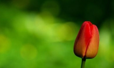 Ароматы весны: духи с запахом тюльпана